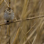 Bruant des roseaux femelle